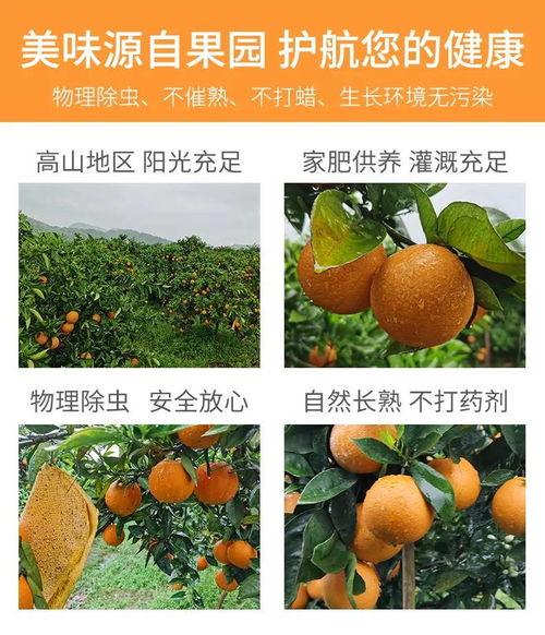 湖南秭歸夏橙與柚子，新鮮果香直送您家